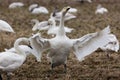 gropu of tundra swan in the winter rice field