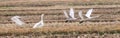 gropu of tundra swan in the winter rice field