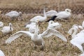 Gropu of tundra swan in the winter rice field