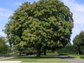 Gros arbre Royalty Free Stock Photo