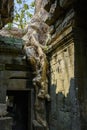 Gros plan sur une racine envahissant la salle oÃÂ¹ se trouve l`ÃÂ©pouse de Jayavarman VII du temple Preah Khan dans le domaine des