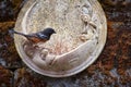 Grosbeak bird at a garden bird feeder Royalty Free Stock Photo