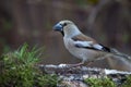 Grosbeak (Coccothraustes coccothraustes) on birch trunk for natural background. Selective focus Royalty Free Stock Photo