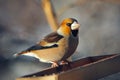 Grosbeak perched on a birdfeeder Royalty Free Stock Photo