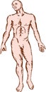 Gross Anatomy Male Standing Woodcut