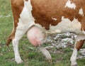 gross udder of the cow full of milk Royalty Free Stock Photo