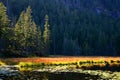 Grosser Arbersee in National park Bavarian forest. Germany.