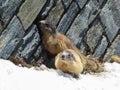 Grossglockner - Pair of marmots playing in snow next to steep rock, Grossglockner Group, High Alpine Road, Austria