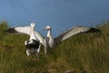 Grote Albatros, Snowy (Wandering) Albatross, Diomedea (exulans) Royalty Free Stock Photo