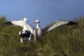 Grote Albatros, Snowy (Wandering) Albatross, Diomedea (exulans) Royalty Free Stock Photo