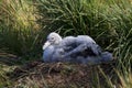 Grote Albatros, Snowy (Wandering) Albatross, Diomedea (exulans)