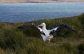 Grote Albatros, Snowy (Wandering) Albatross, Diomedea (exulans) Royalty Free Stock Photo