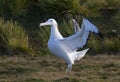 Grote Albatros, Snowy (Wandering) Albatross, Diomedea (exulans) Royalty Free Stock Photo