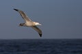 Grote Albatros, Snowy (Wandering) albatross, Diomedea (exulans) Royalty Free Stock Photo