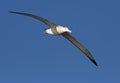 Grote Albatros, Snowy (Wandering) Albatross, Diomedea (exulans) Royalty Free Stock Photo