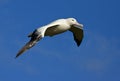 Grote Albatros, Snowy (Wandering) Albatross, Diomedea (exulans)
