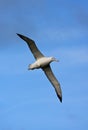 Grote Albatros, Snowy (Wandering) Albatross, Diomedea (exulans)