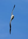 Grote Albatros, Snowy (Wandering) Albatross, Diomedea (exulans) Royalty Free Stock Photo