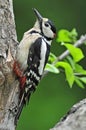 Grote Bonte Specht, Great Spotted Woodpecker, Dendrocopos major Royalty Free Stock Photo