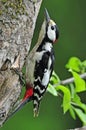 Grote Bonte Specht, Great Spotted Woodpecker, Dendrocopos major Royalty Free Stock Photo