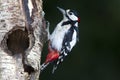 Grote Bonte Specht, Great Spotted Woodpecker, Dendrocopos major Royalty Free Stock Photo