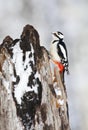 Grote Bonte Specht, Great Spotted Woodpecker, Dendrocopos major Royalty Free Stock Photo