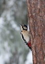 Grote Bonte Specht, Great Spotted Woodpecker, Dendrocopos major Royalty Free Stock Photo