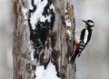 Grote Bonte Specht, Great Spotted Woodpecker, Dendrocopos major Royalty Free Stock Photo