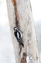 Grote Bonte Specht, Great Spotted Woodpecker, Dendrocopos major Royalty Free Stock Photo