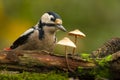 Grote Bonte Specht, Great Spotted Woodpecker, Dendrocopos major Royalty Free Stock Photo