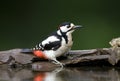 Grote bonte Specht, Great Spotted Woodpecker, Dendrocopos major