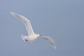 Grote Burgemeester, Glaucous Gull, Larus hyperboreus pallidissimus Royalty Free Stock Photo