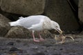 Grote Burgemeester, Glaucous Gull, Larus hyperboreus