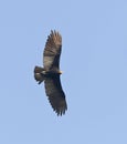 Grote Geelkopgier, Greater Yellow-headed Vulture, Cathartes melambrotus