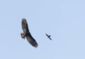 Grote Geelkopgier, Greater Yellow-headed Vulture, Cathartes melambrotus