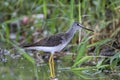 Grote Geelpootruiter, Greater Yellowlegs, Tringa melanoleuca