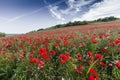 Grote klaproos, Corn Poppy, Papaver rhoeas Royalty Free Stock Photo