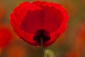 Grote klaproos, Corn Poppy, Papaver rhoeas Royalty Free Stock Photo