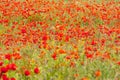 Grote klaproos, Corn Poppy, Papaver rhoeas Royalty Free Stock Photo