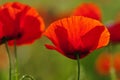 Grote klaproos, Corn Poppy, Papaver rhoeas Royalty Free Stock Photo