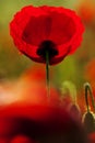 Grote klaproos, Corn Poppy, Papaver rhoeas Royalty Free Stock Photo