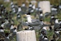 Grote Kuifstern, Great Crested-Tern, Thalasseus bergii Royalty Free Stock Photo