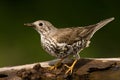 Grote Lijster, Mistle Thrush, Turdus viscivorus Royalty Free Stock Photo