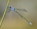 Grote pantserjuffer, Dark Spreadwing, Lestes macrostigma Royalty Free Stock Photo