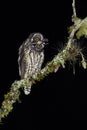 Grote Ransuil, Stygian Owl, Asio stygius siguapa Royalty Free Stock Photo