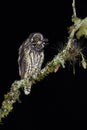 Grote Ransuil, Stygian Owl, Asio stygius siguapa