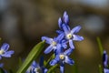 Grote sneeuwroem, Forbes ' glory-of-the-snow, Chionodoxa forbesii