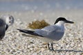 Grote stern, Sandwich Tern, Sterna sandvicensis