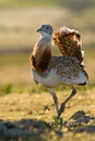Grote Trap, Great Bustard, Otis tarda Royalty Free Stock Photo