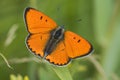 Grote vuurvlinder, Large Copper, Lycaena dispar batava Royalty Free Stock Photo